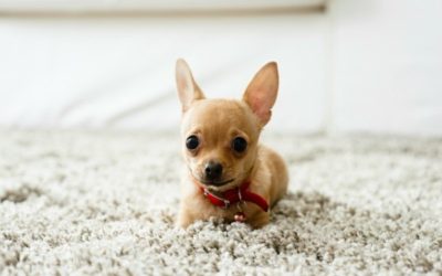 A small dog is laying on the carpet