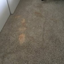 A carpet with brown spots on it